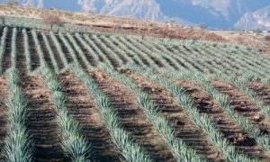 Agave field in Tequila, Jalisco (Mexico)